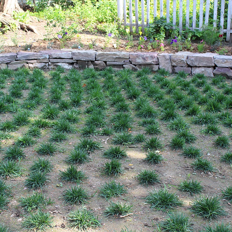 Bella™ Bluegrass Grass Plugs - Image 4