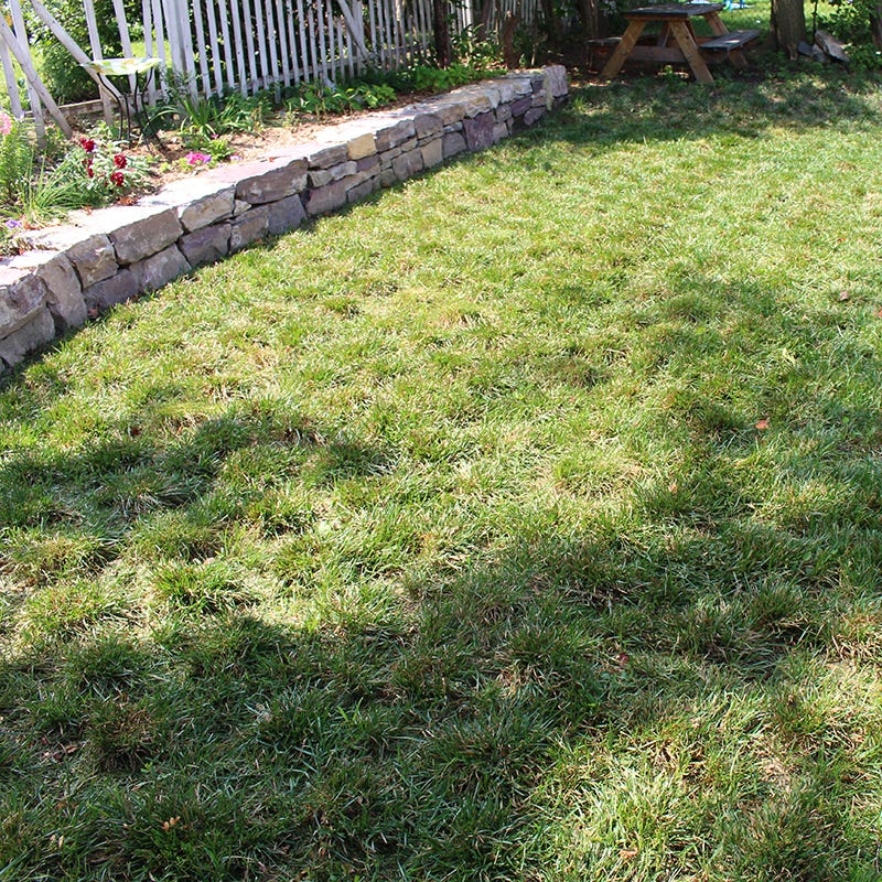 Bella™ Bluegrass Grass Plugs - Image 5