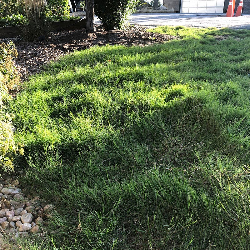 Dog Tuff™ Grass Plugs - Image 5