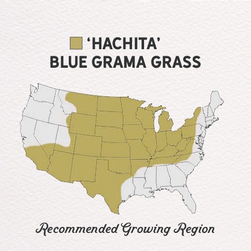 Hachita Blue Grama Grass Seed - 1 LB - Image 3