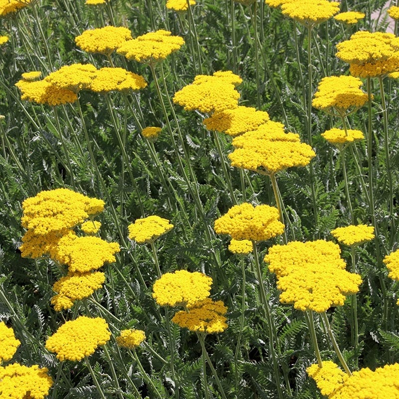 Coronation Gold Yarrow - Image 3