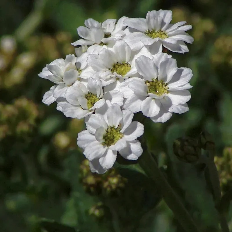 Greek Yarrow - Image 2