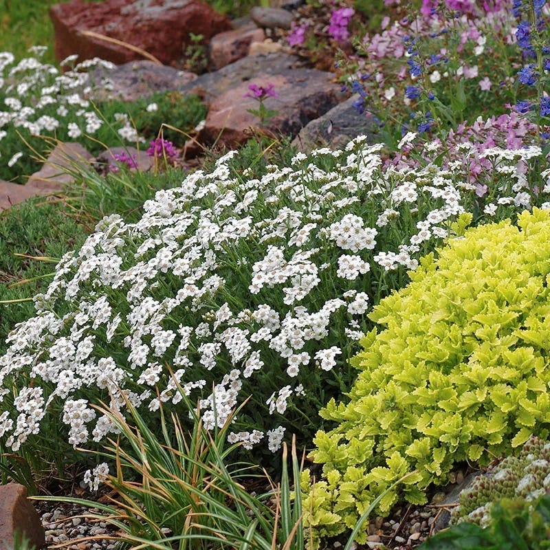 Greek Yarrow - Image 3