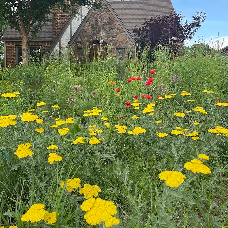 Moonshine Yarrow - Image 4