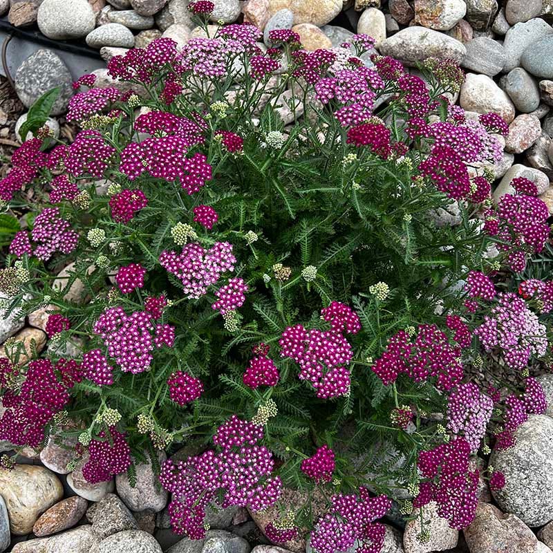 New Vintage™ Red Yarrow - Image 4