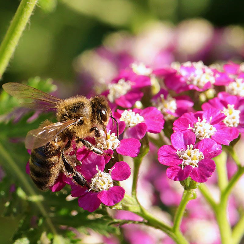 New Vintage™ Violet Yarrow - Image 4