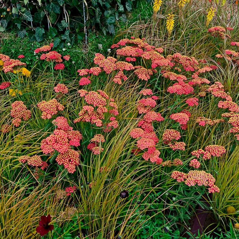 Paprika Yarrow - Image 3
