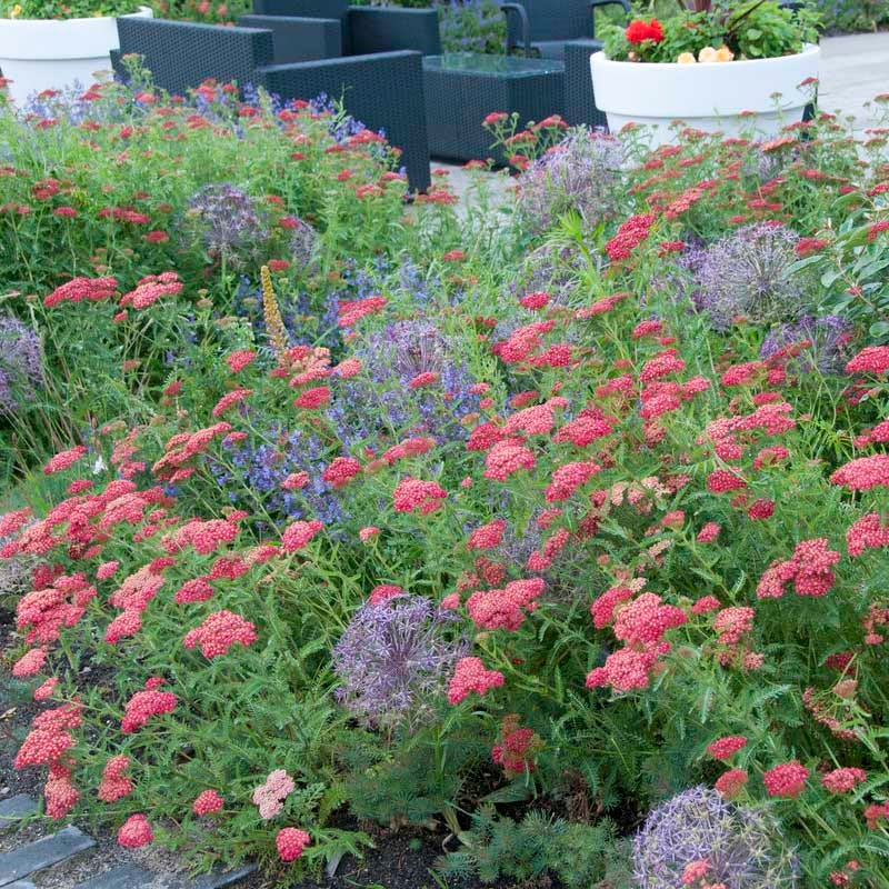 Paprika Yarrow - Image 4