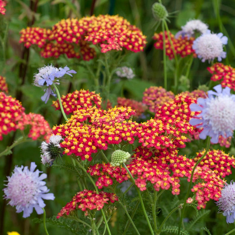 Red Velvet Yarrow - Image 3