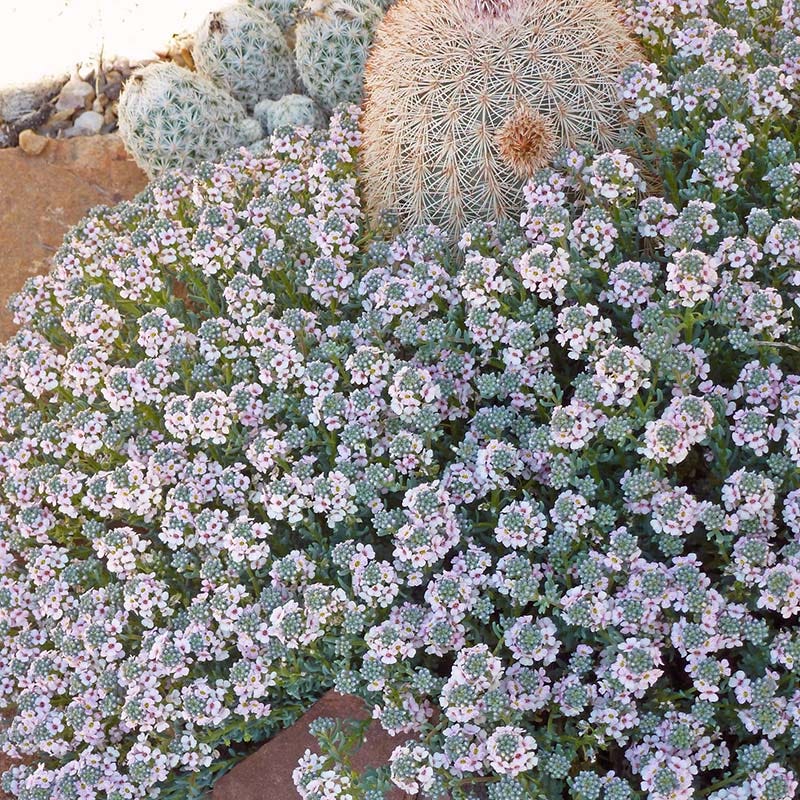 Fragrant Persian Stonecress (Aethionema) - Image 3