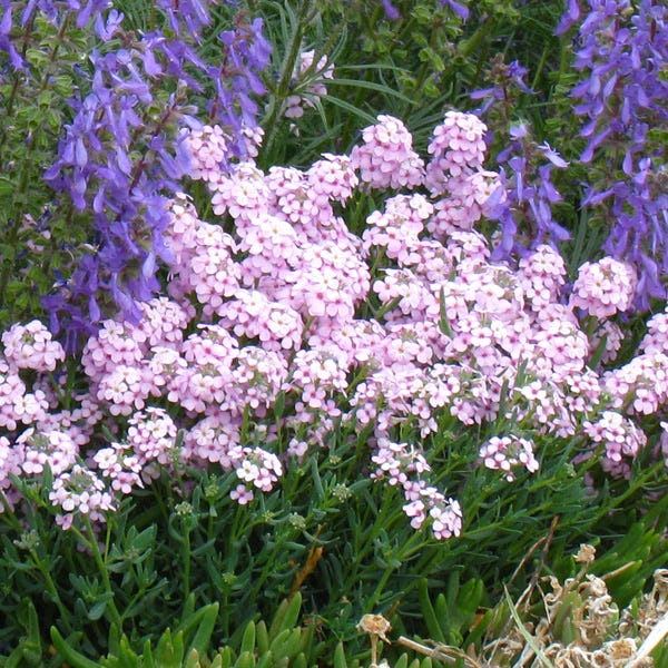 Fragrant Persian Stonecress (Aethionema) - Image 4