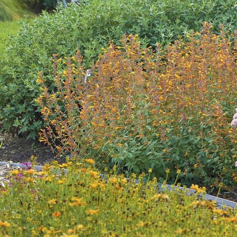 Apricot Sprite Agastache - Image 3