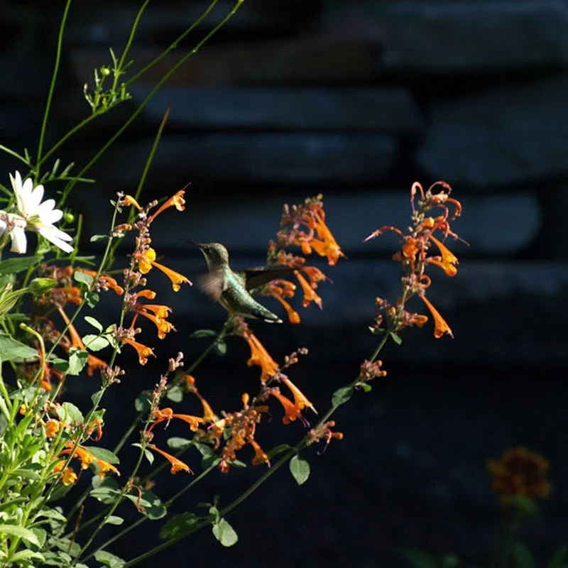 Apricot Sprite Agastache - Image 4
