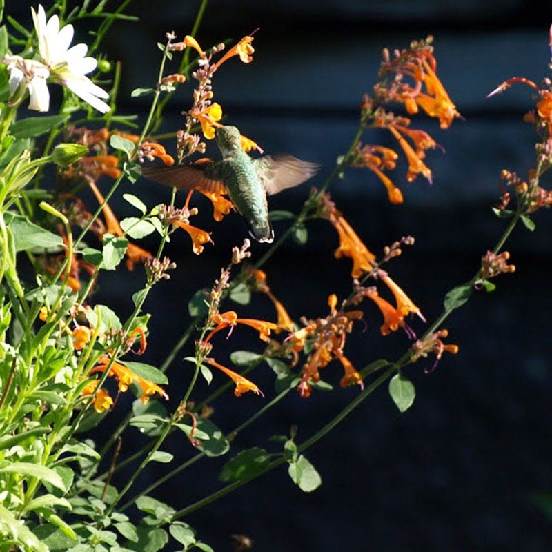 Apricot Sprite Agastache - Image 5
