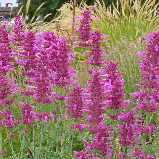 Best In Show Agastache Collection - Image 3