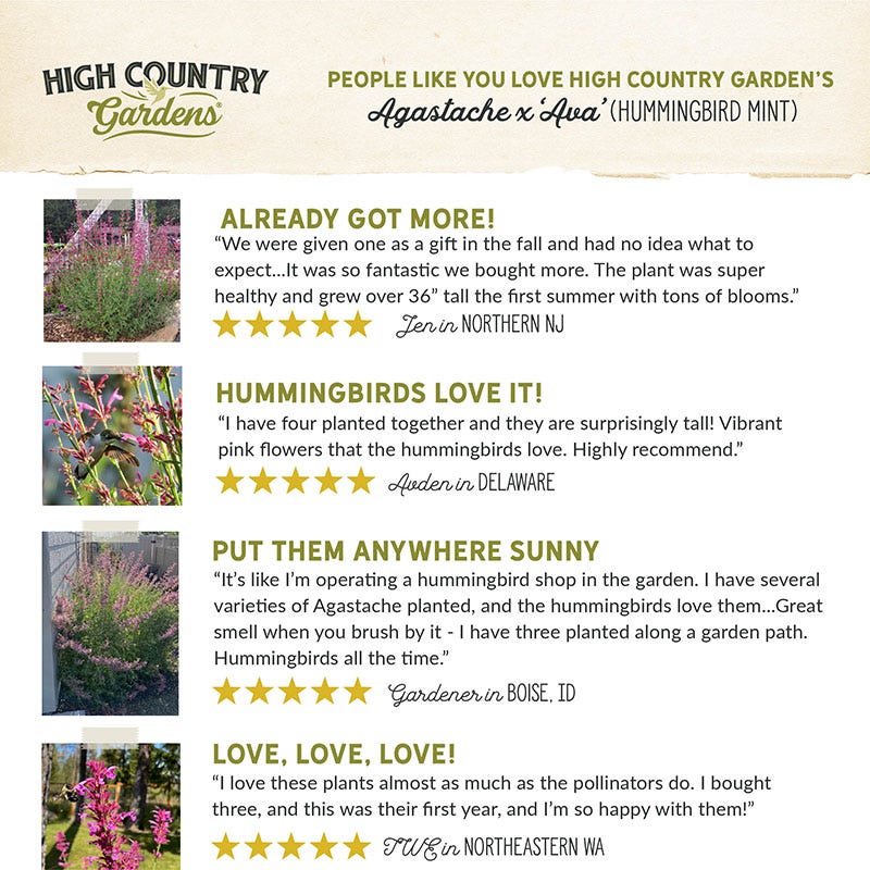 Ava Agastache - Image 4