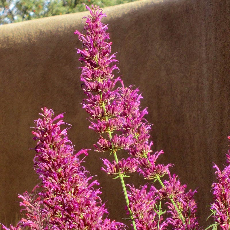 Ava Agastache - Image 7
