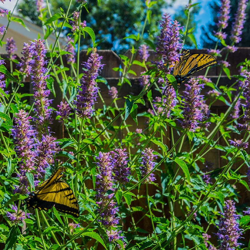 Blue Boa Agastache - Image 3