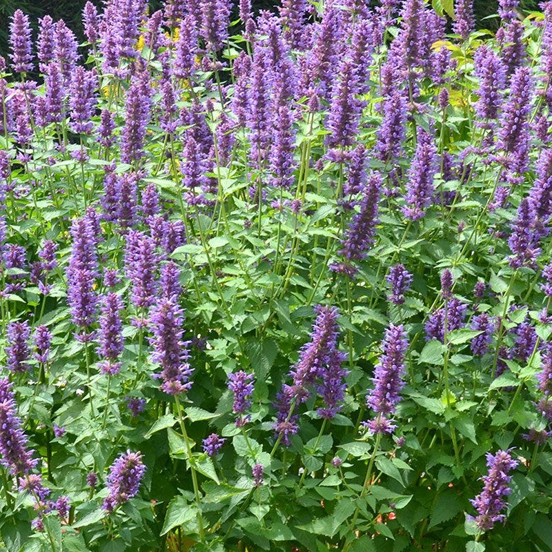 Blue Boa Agastache - Image 4