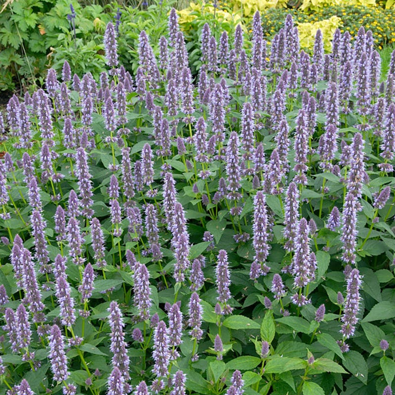 Blue Fortune Agastache - Image 2