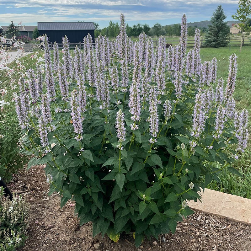 Blue Fortune Agastache - Image 3