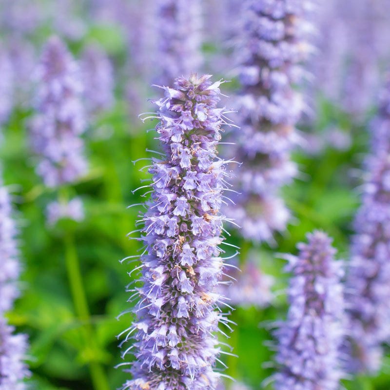 Agastache Collection - Image 4