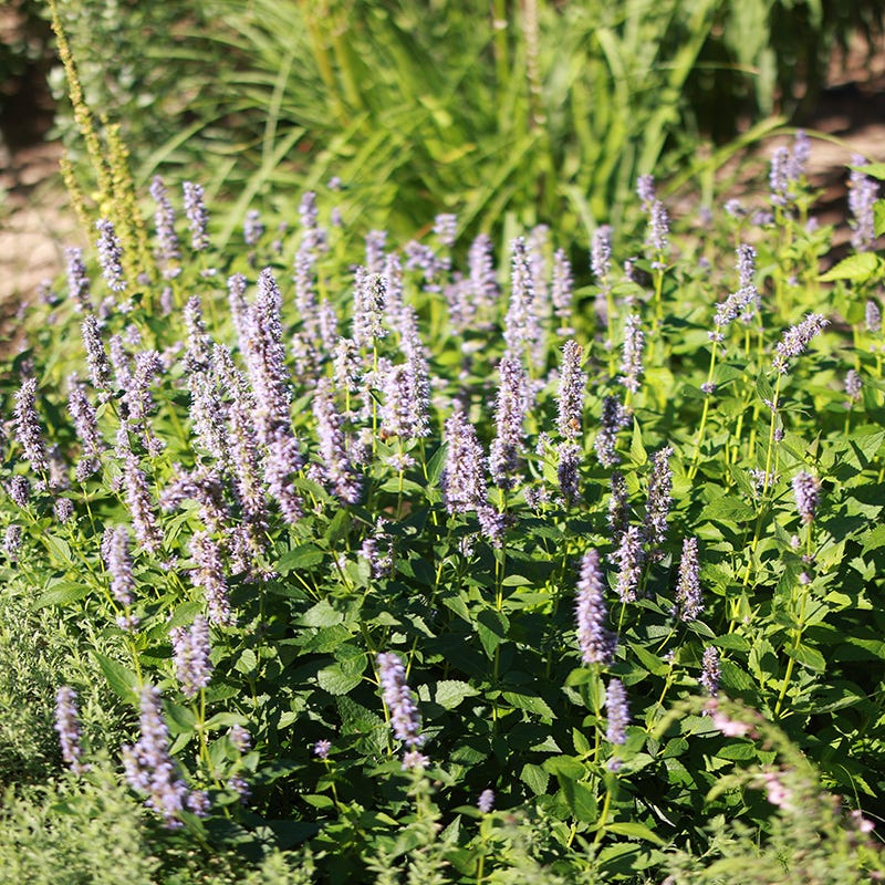 Blue Fortune Agastache - Image 6