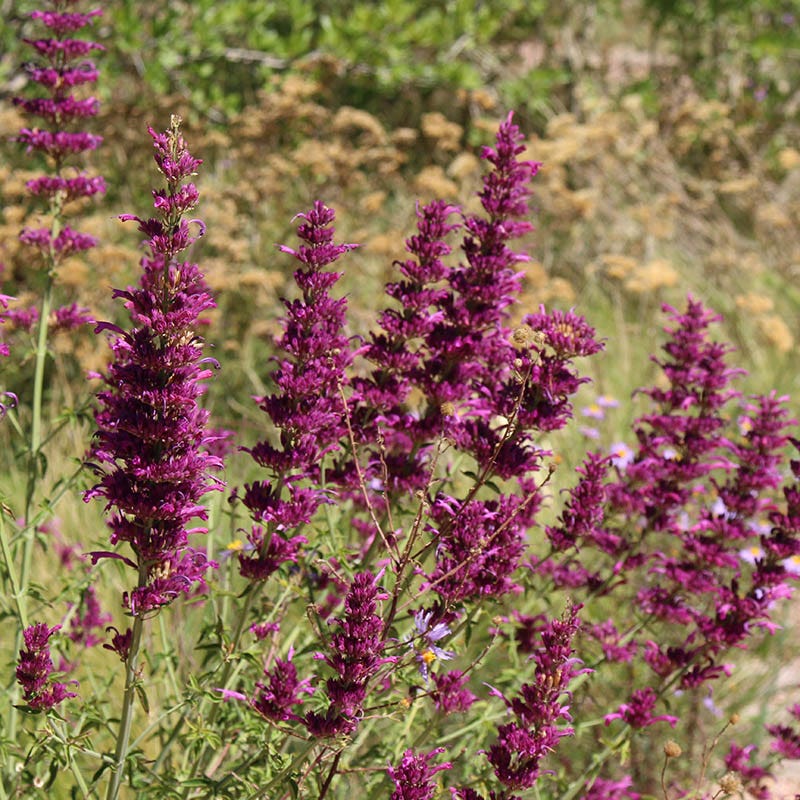Agastache cana - Image 4