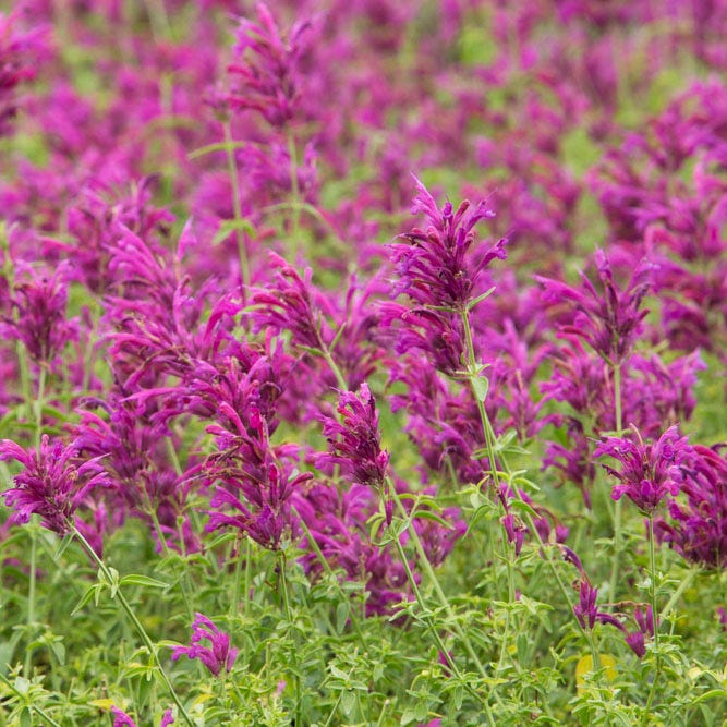 Rosita Agastache - Image 2