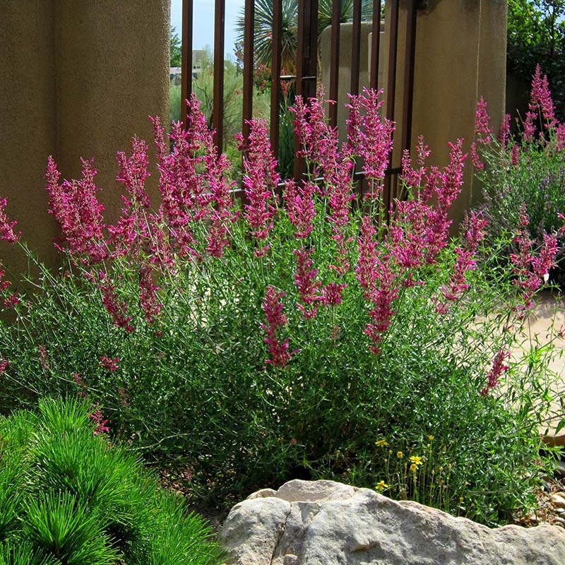 Rosita Agastache - Image 3