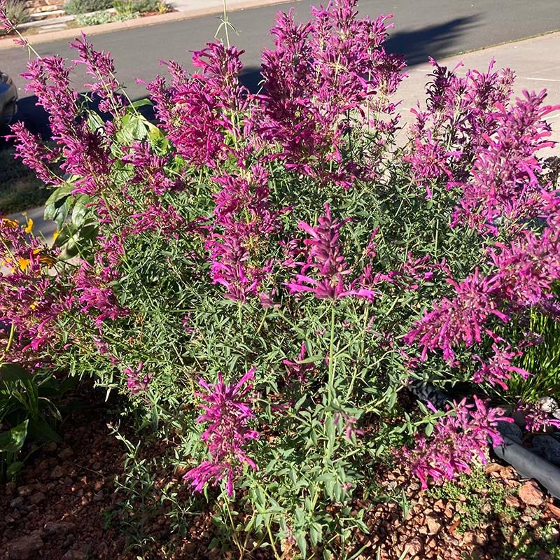 Rosita Agastache - Image 4