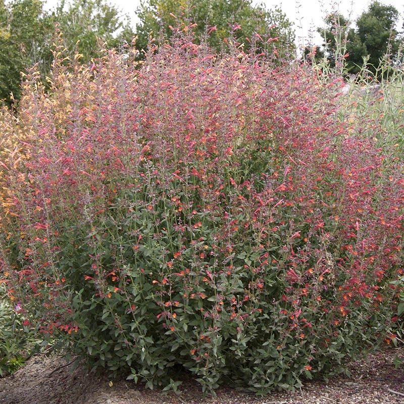 Coronado® Red Agastache - Image 3