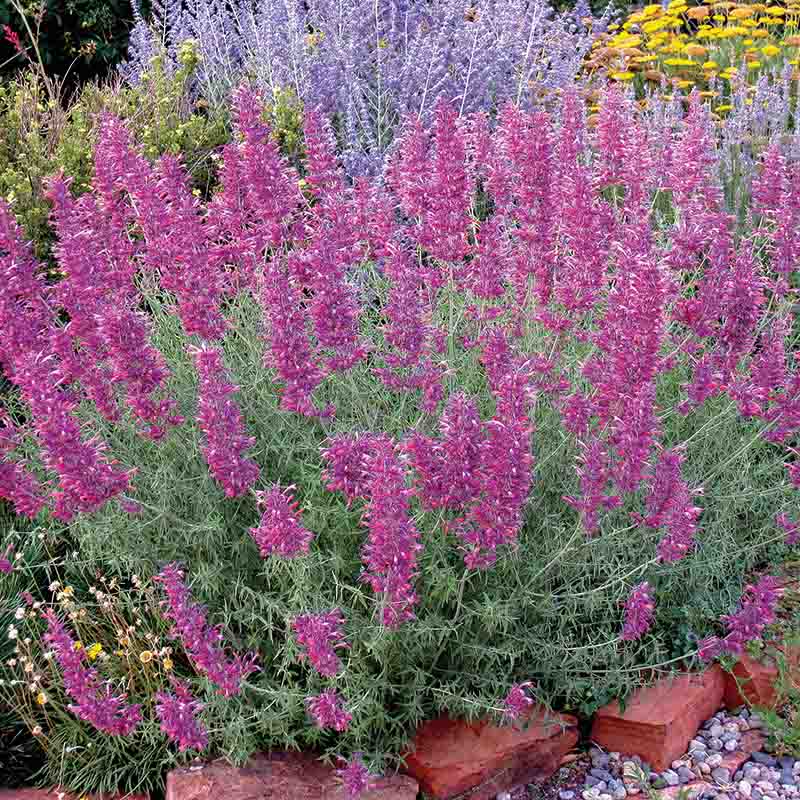 Desert Solstice Agastache - Image 4