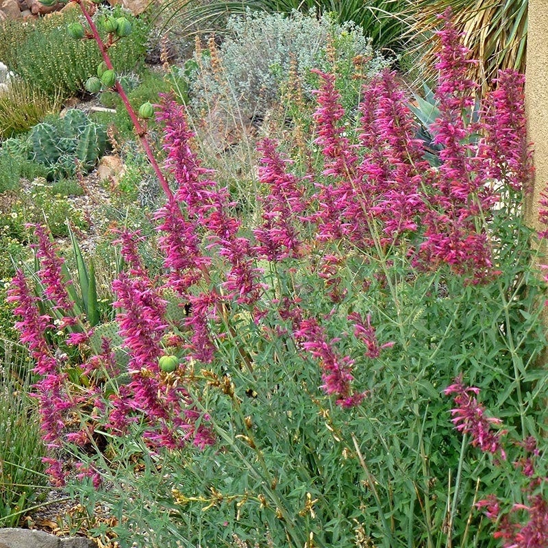 Fall Fiesta Agastache - Image 2