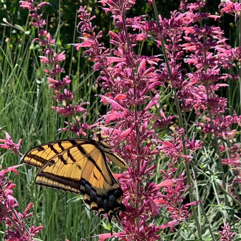 Best In Show Agastache Collection - Image 5