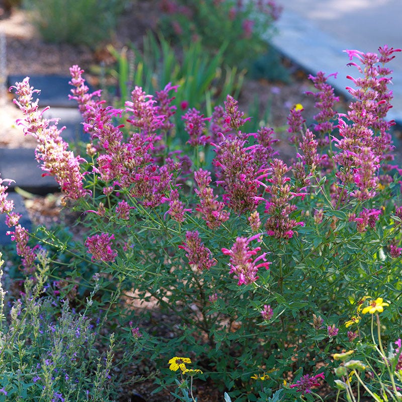 Fall Fiesta Agastache - Image 4