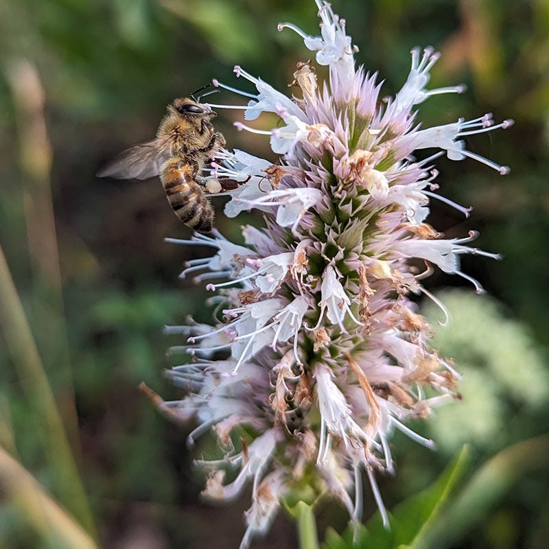 FlowerKisser® Arizona Snow Agastache - Image 3