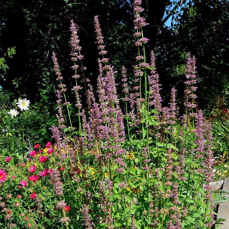 Agastache neomexicana - Image 3