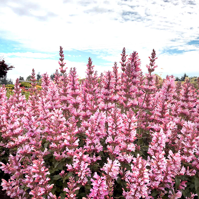Pink Pearl Agastache - Image 3