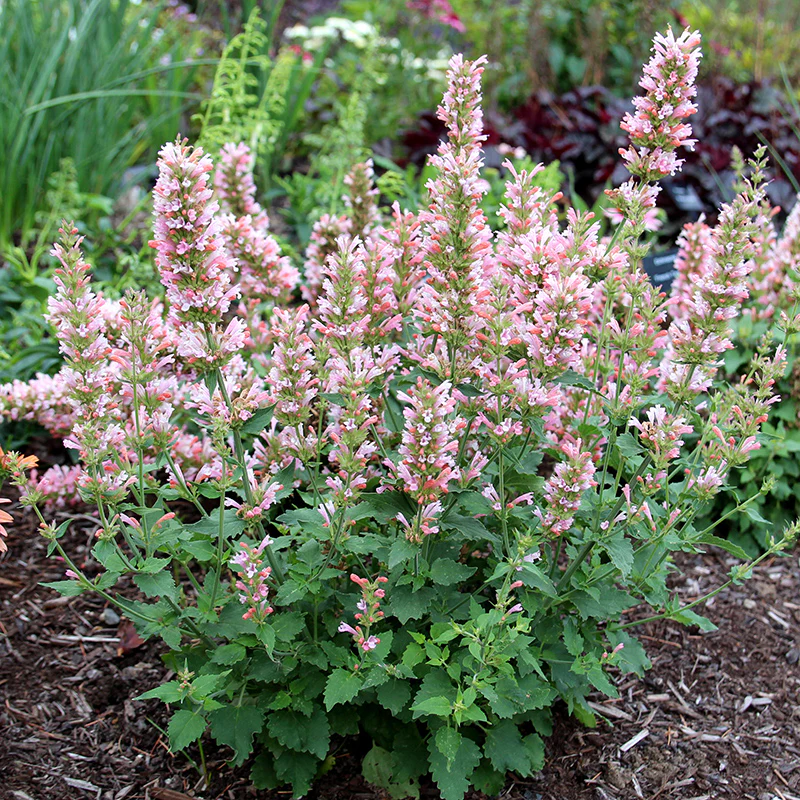 Pink Pearl Agastache - Image 4