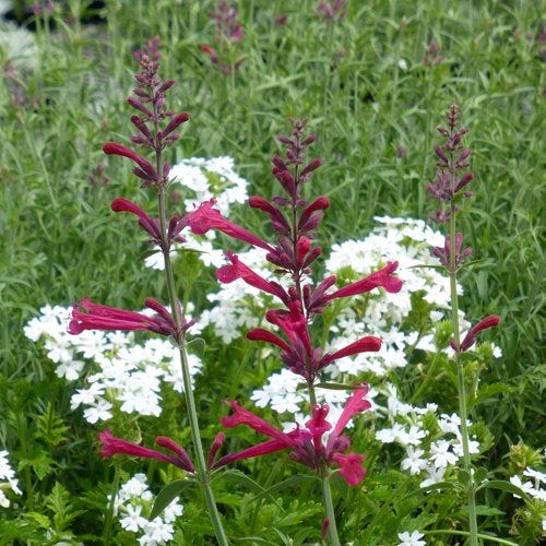 Red Happiness Agastache - Image 3