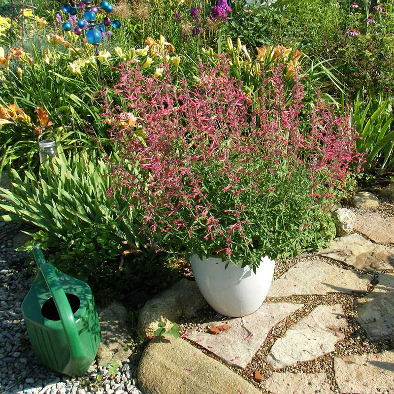 Red Happiness Agastache - Image 4