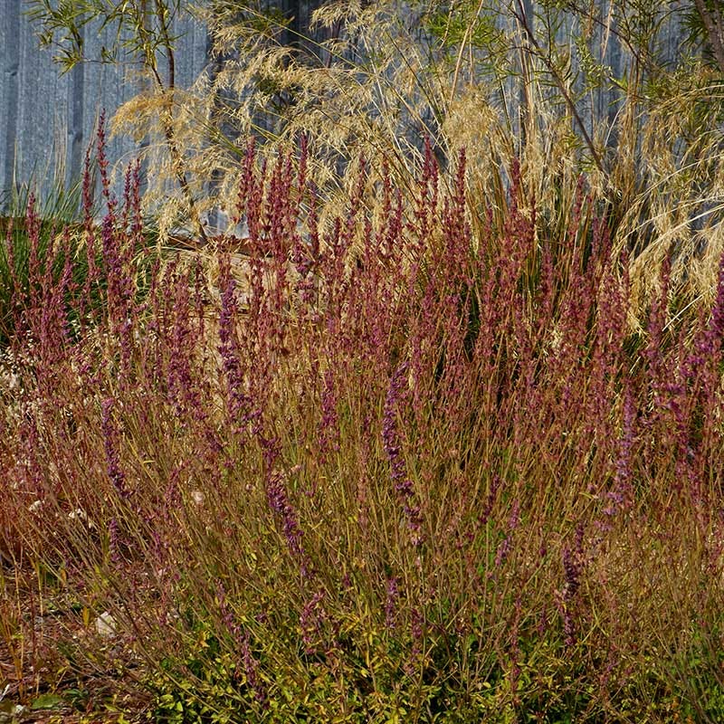 Red Happiness Agastache - Image 5