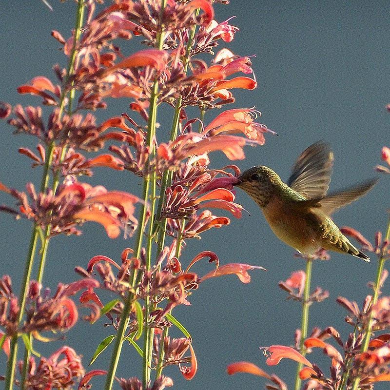 Agastache rupestris - Image 4