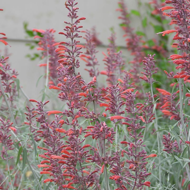 Glowing Embers® Agastache - Image 3