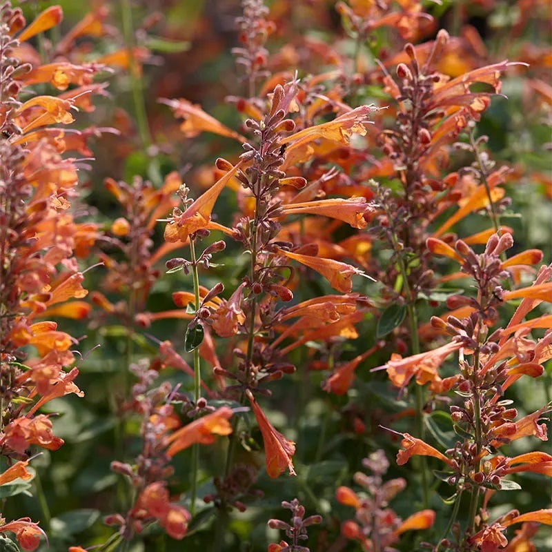 Agastache Collection - Image 5