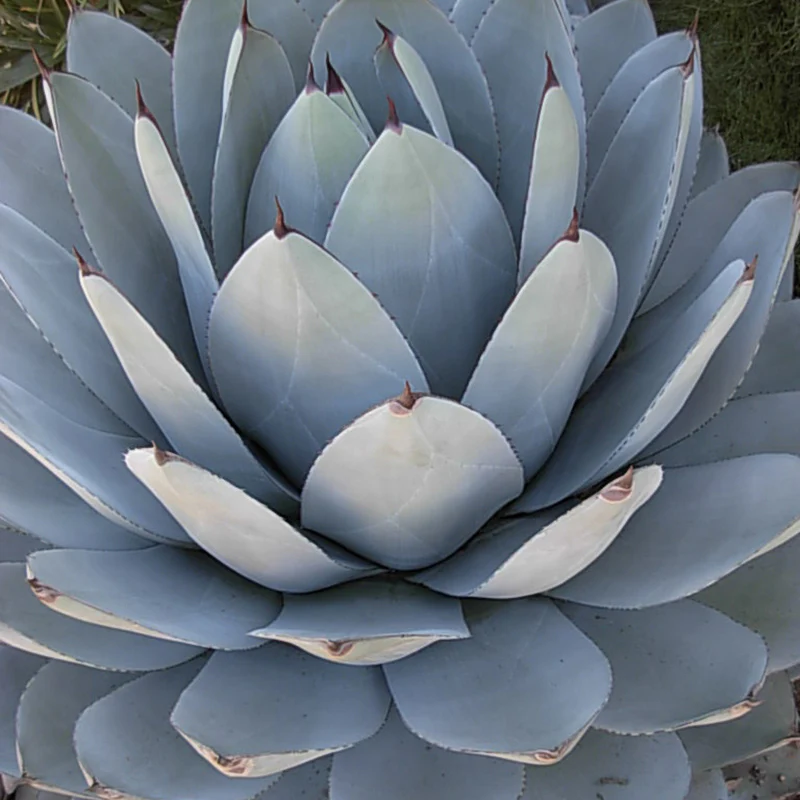 Artichoke Century Plant (Agave) - Image 3