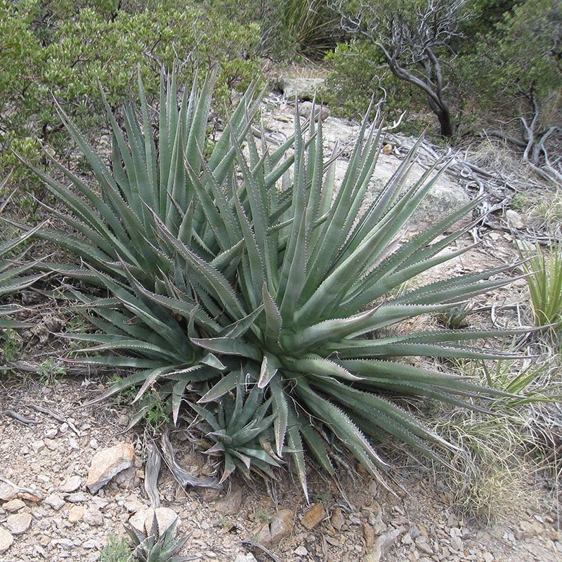 Golden Flowered Century Plant (Agave) - Image 3