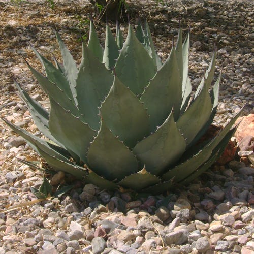 Havard's Century Plant (Agave) - Image 3
