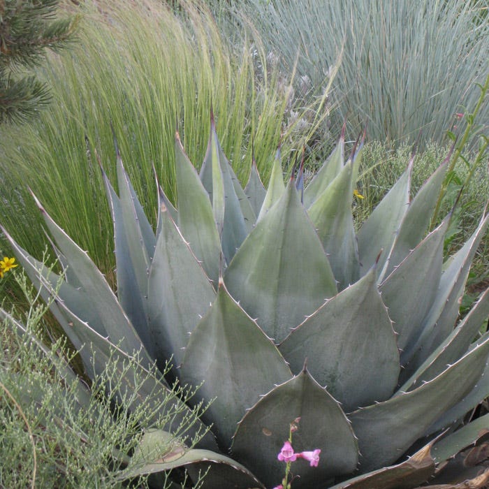 Havard's Century Plant (Agave) - Image 4